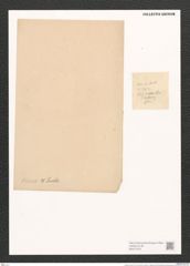 Nitzschia vivax W. Sm. (de-Toni-Nr.: Genus 47, Species 2078) Zeichnungen Sammlung Grunow (NHMW-BOT-W0371972)